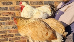 2X CHICKEN MALE & FEMALE WIAN NEL