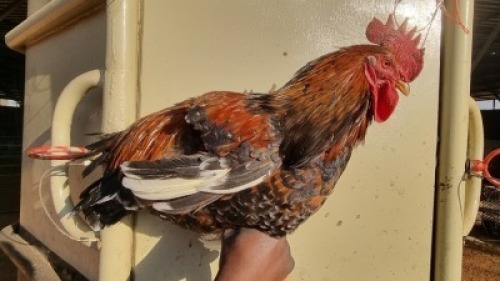 6X CHICKEN MALE JOS SCHINKEL