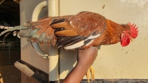 7X CHICKEN MALE ERNST DE WITT