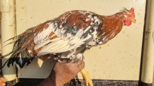 2X CHICKEN MALE ERNST DE WITT