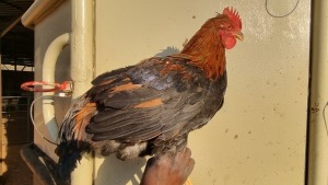 6X CHICKEN MALE ERNST DE WITT