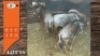3X BLOUWILDEBEES M:3 (Per Piece to take the lot/Per stuk om lot te neem)