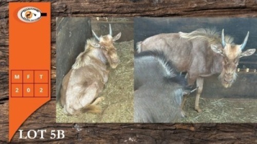 2X GOUE WILDEBEES M:2 (Per Piece to take the lot/Per stuk om lot te neem)