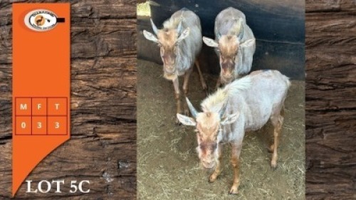 3X GOUE WILDEBEES V/F:3 (Per Piece to take the lot/Per stuk om lot te neem)