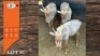 3X GOUE WILDEBEES V/F:3 (Per Piece to take the lot/Per stuk om lot te neem)