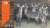 7X WATERBOK M:1 V/F:6 (Per Piece to take the lot/Per stuk om lot te neem)