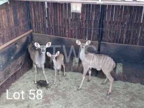 V/F: 2 T: 2+1 x Koedoe/Kudu Elandskloof Wildsplaas (Pay per Piece to take the lot)
