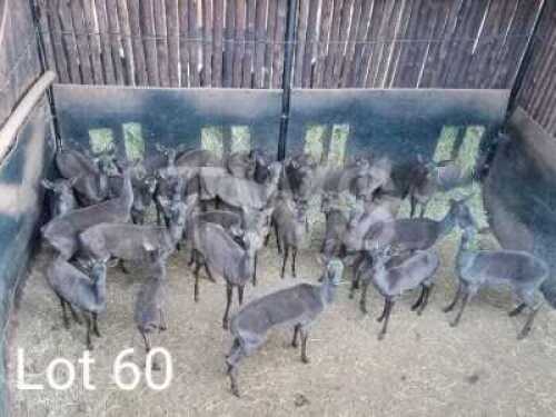 M: V/F: T: 17+8 x Swart Rooibok/Black Impala Leeuwdorings/Derdepoort (Pay per Piece to take the lot)
