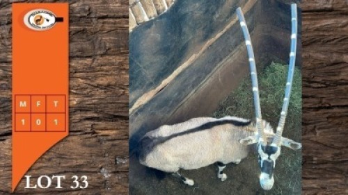 1X GEMSBOK M:1