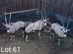 M: 3 x Gemsbok/Oryx Manketti Ferroland (Pay per Piece to take the lot)