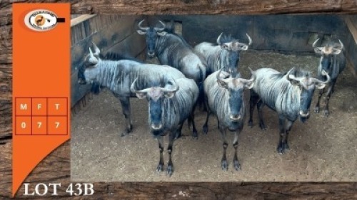 7X BLOUWILDEBEES V/F:7 (Per Piece to take the lot/Per stuk om lot te neem)
