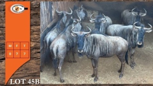 7X BLOUWILDEBEES V/F:7 (Per Piece to take the lot/Per stuk om lot te neem)