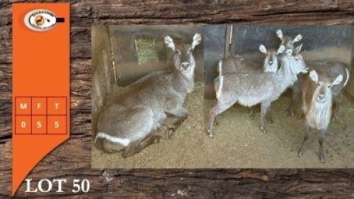 5X WATERBOK V/F:5 (Per Piece to take the lot/Per stuk om lot te neem)
