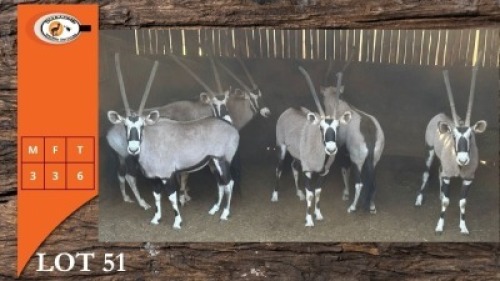 6X GEMSBOK M:3 V/F:3 (Per Piece to take the lot/Per stuk om lot te neem)