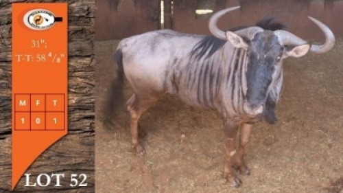 1X BLOUWILDEBEES M:1