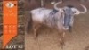 1X BLOUWILDEBEES M:1