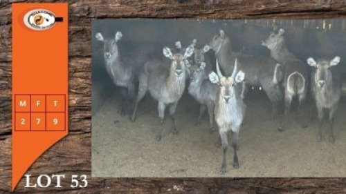 9X WATERBOK M:2 V/F:7 (Per Piece to take the lot/Per stuk om lot te neem)