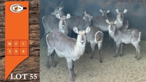 8X WATERBOK M:3 V/F:5 (Per Piece to take the lot/Per stuk om lot te neem)