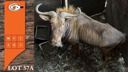 1X GOUE WILDEBEES M:1