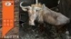 1X GOUE WILDEBEES M:1