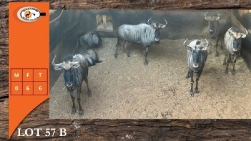 6X BLOUWILDEBEES V/F:6 (Per Piece to take the lot/Per stuk om lot te neem)