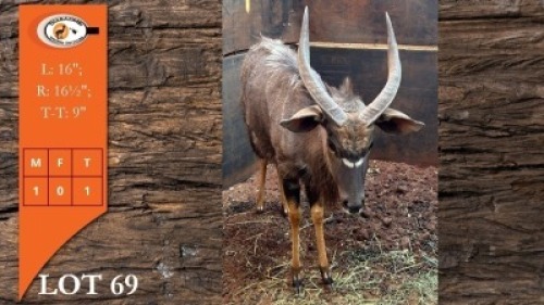 1X NJALA M:1
