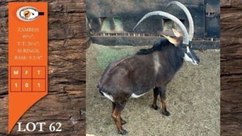 1X ZAMBIESE SWARTWITPENS M:1