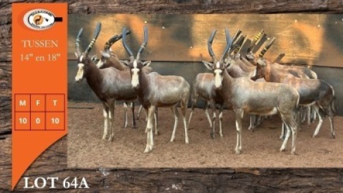 10X BLESBOK M:10 (Per Piece to take the lot/Per stuk om lot te neem)