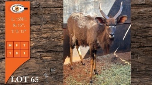 1X NJALA M:1