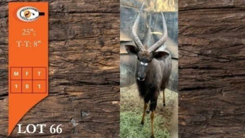 1X NJALA M:1