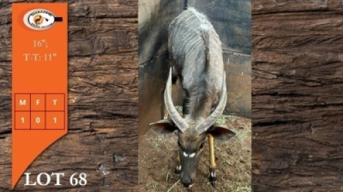 1X NJALA M:1