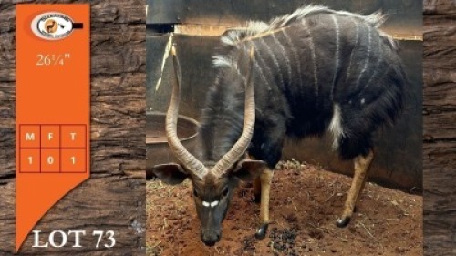1X NJALA M:1