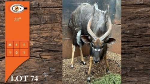 1X NJALA M:1