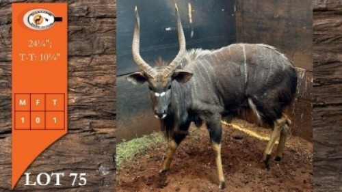 1X NJALA M:1