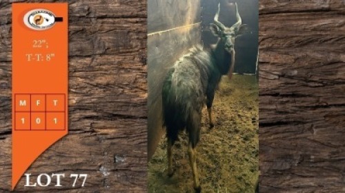 1X NJALA M:1
