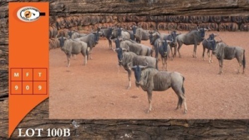 9X BLOUWILDEBEES M:9 (Per Piece to take the lot/Per stuk om lot te neem)