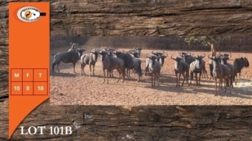 10X BLOUWILDEBEES M:10 (Per Piece to take the lot/Per stuk om lot te neem)