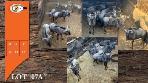 11X BLOUWILDEBEES V/F:11 (Per Piece to take the lot/Per stuk om lot te neem)