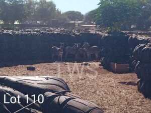 T: 4 x Sebra/Zebra Wesland Farming Cc (Pay per Piece to take the lot)