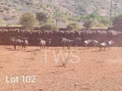 M: 10 x Blouwildebees/Blue Wildebeest Elandskloof Wildsplaas (Pay per Piece to take the lot)