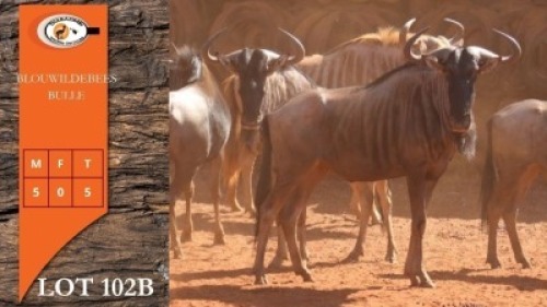 5X BLOUWILDEBEES M:5 (Per Piece to take the lot/Per stuk om lot te neem)