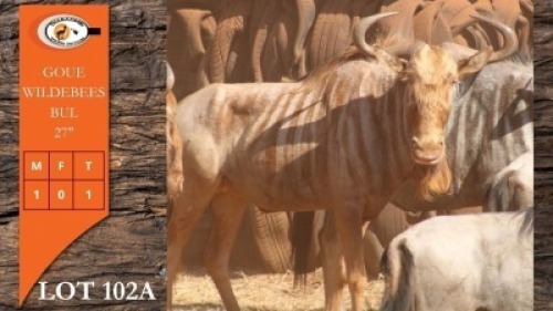 1X GOUE WILDEBEES M:1