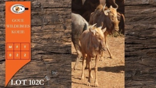 2X GOUE WILDEBEES V/F:2 (Per Piece to take the lot/Per stuk om lot te neem)