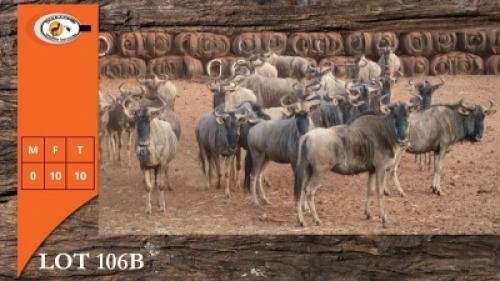 10X BLOUWILDEBEES V/F:10 (Per Piece to take the lot/Per stuk om lot te neem)