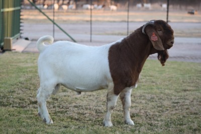 1X BOER GOAT FLOCK 7-193 BUCK BOSLAND BOERDERY