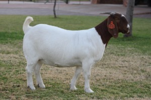 1X BOER GOAT STUD 7-042 DOE BOSLAND BOERDERY