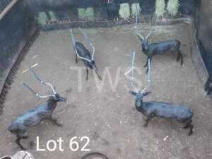 M: 3 T: 3 x Swart Rooibok/Black Impala Trollope Brothers (Pay per Piece to take the lot)