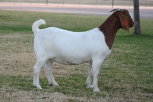 1X BOER GOAT FLOCK TEAT 7-168 DOE BOSLAND BOERDERY