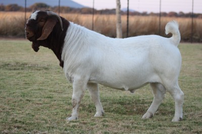 1X BOER GOAT STUD 7-048 BUCK BOSLAND BOERDERY