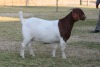 1X BOER GOAT FLOCK COLOR 7-169 DOE BOSLAND BOERDERY